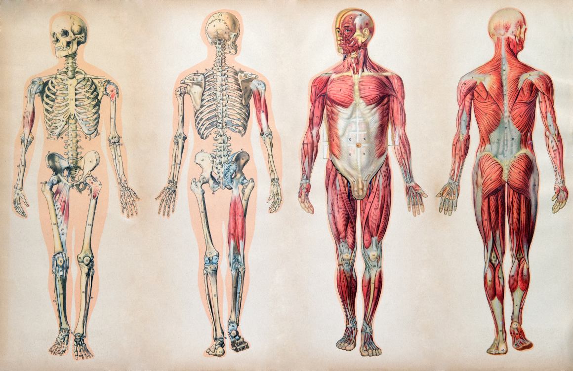 Uleiul CBD trebuie să se acumuleze în organism?