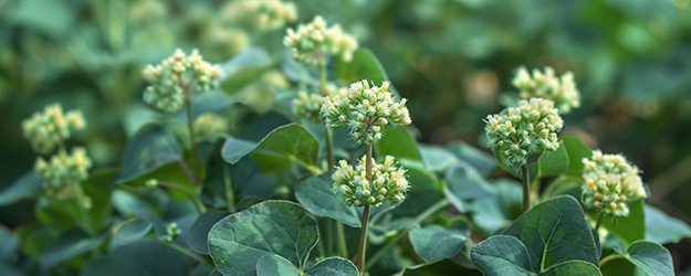 Spermidine Spermidină