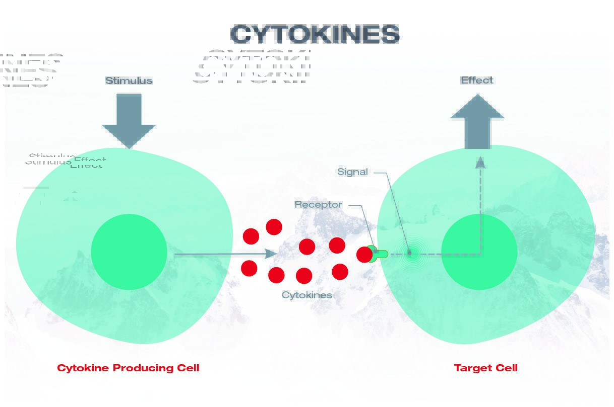 Mecanismul de bază al citokinei