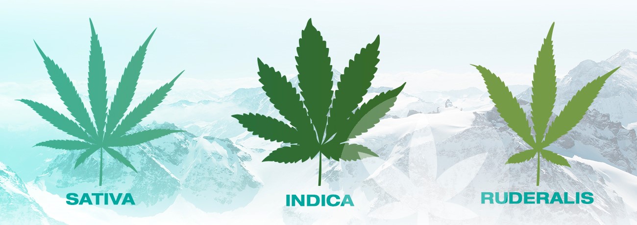 ilustrare a sativa, indica și ruderalis