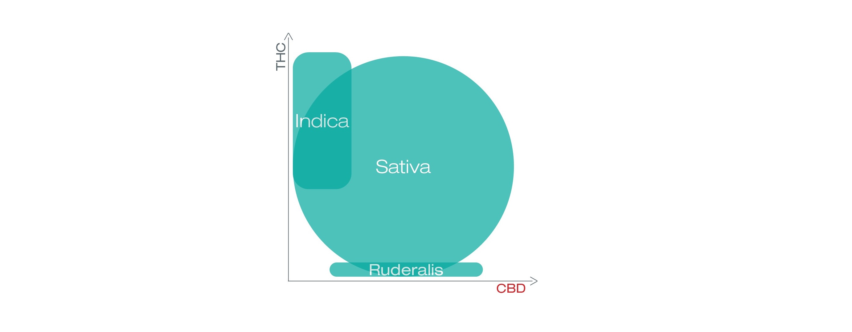 diagramă care arată THC și CBD în sativa, indica și ruderalis