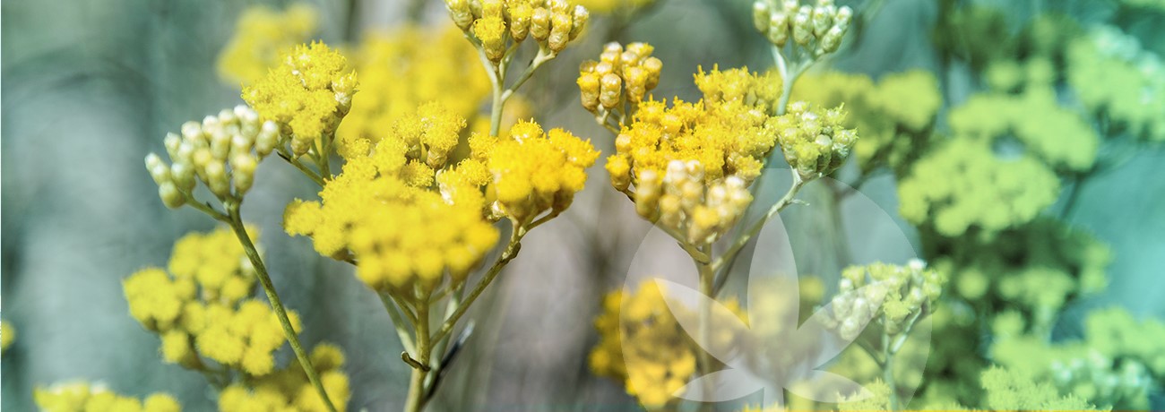 imagine de Helichrysum