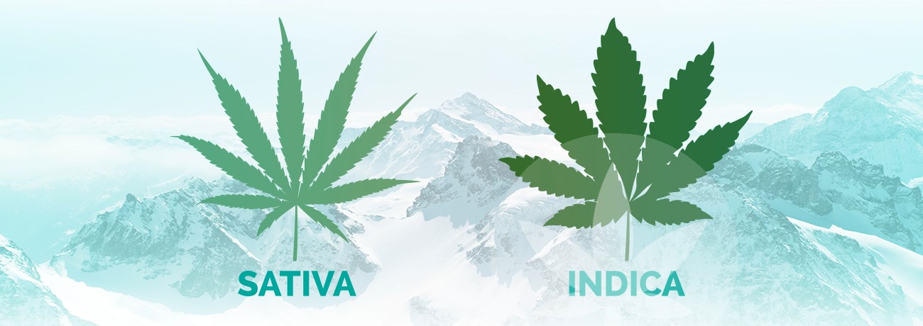 frunze de indica și sativa