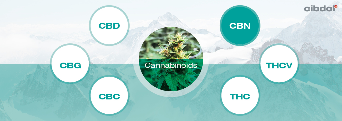 What is CBN (Cannabinol)?