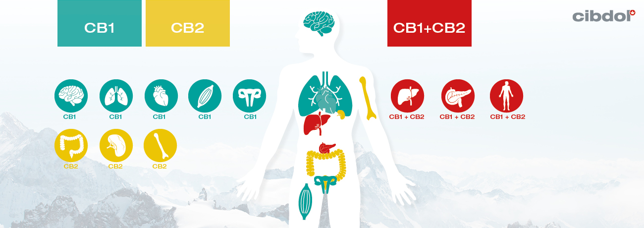 Ce Este Deficitul Clinic de Endocanabinoid (CECD)?