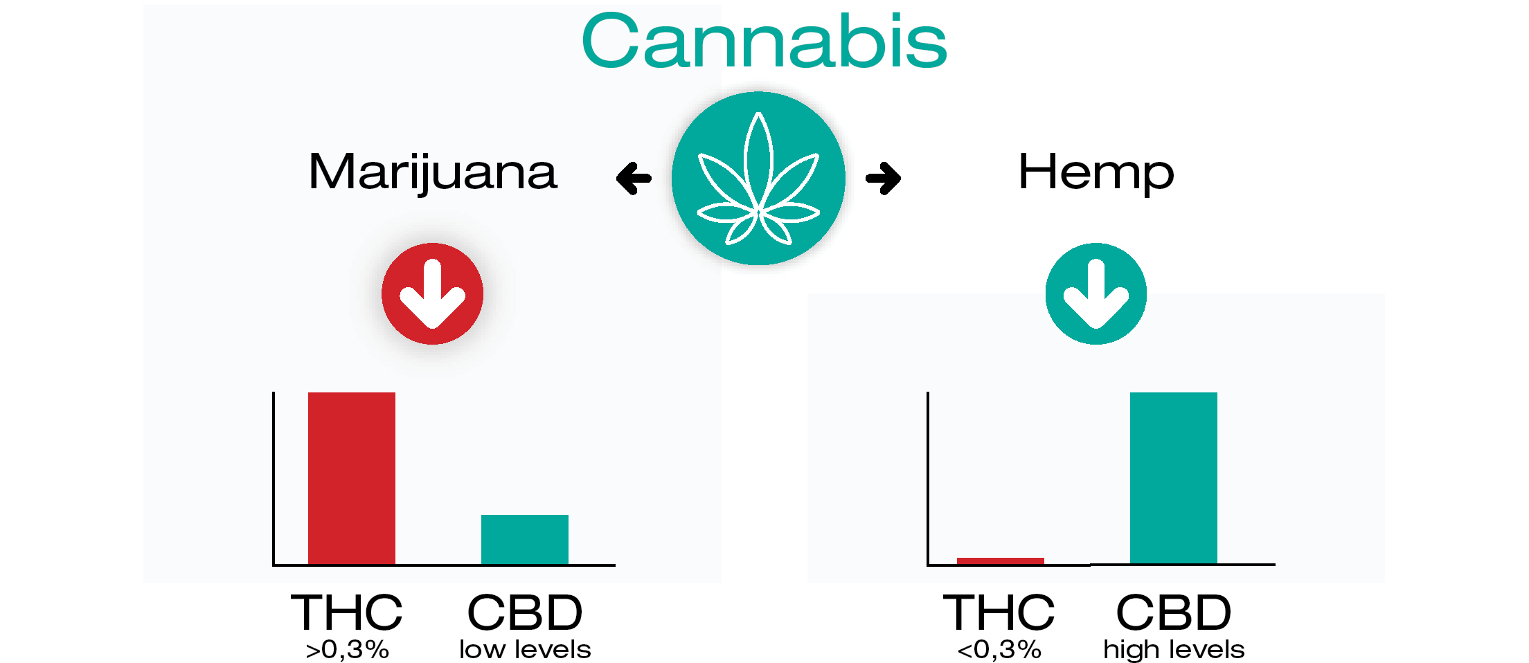 De unde provin CBD și THC?