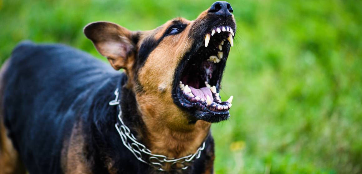 Are cbd pentru câini ajuta cu agresivitate?