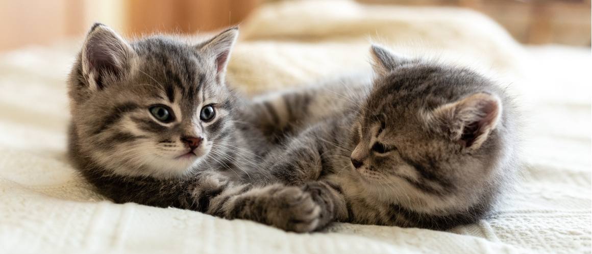 Are CBD Oil Calm Anxietatea la pisici