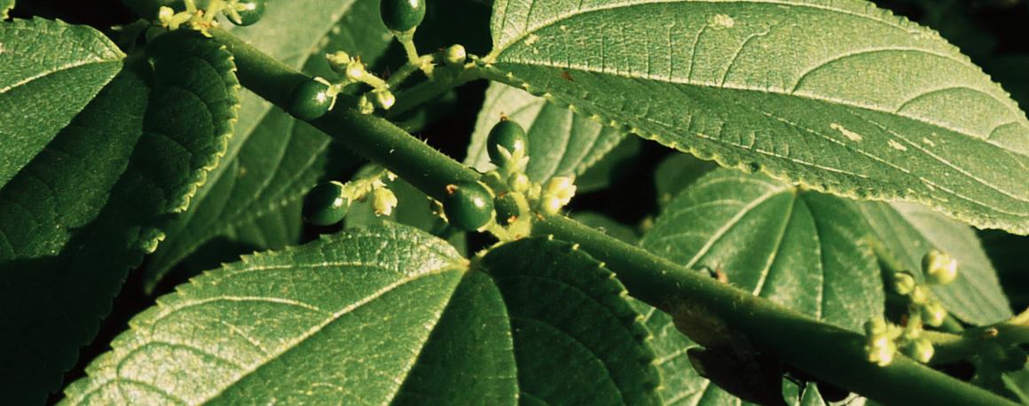 Oamenii de știință au descoperit un compus al canabisului în interiorul unei plante total diferite