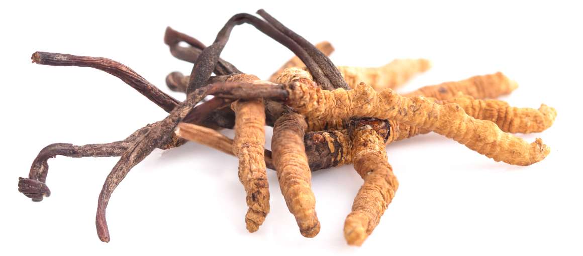 Cordyceps scade cortizolul?