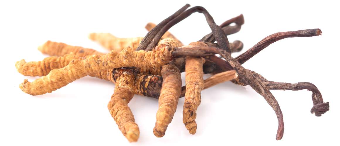 Cât timp este nevoie pentru a vedea rezultate de la cordyceps?