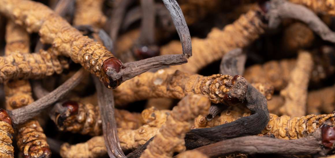 Este cordyceps bun pentru acidul uric?