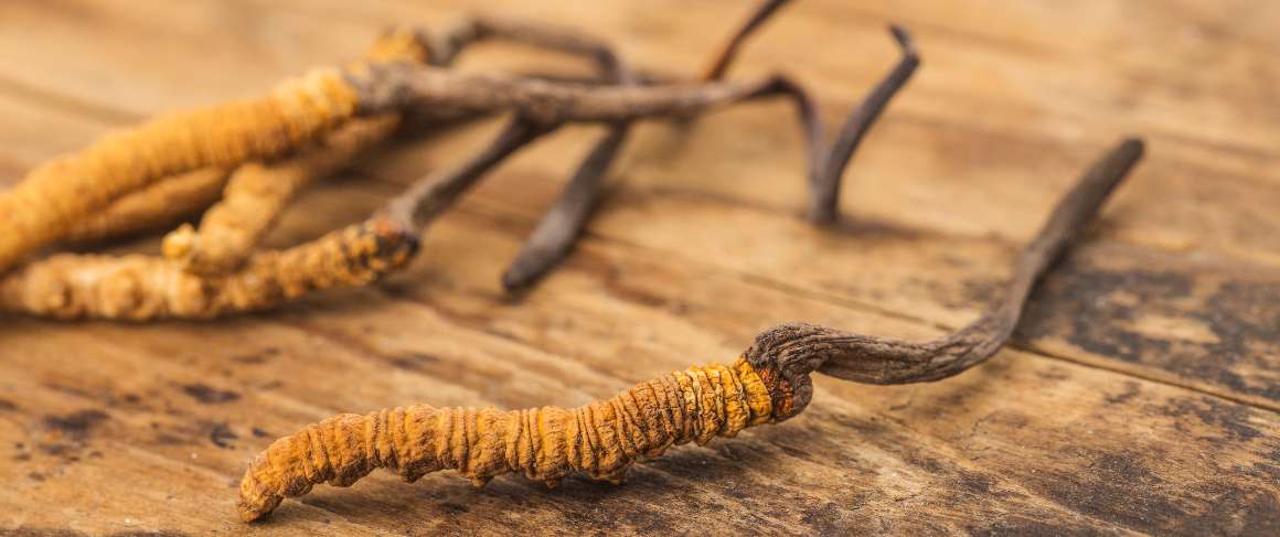 Este rău să luați cordyceps noaptea?