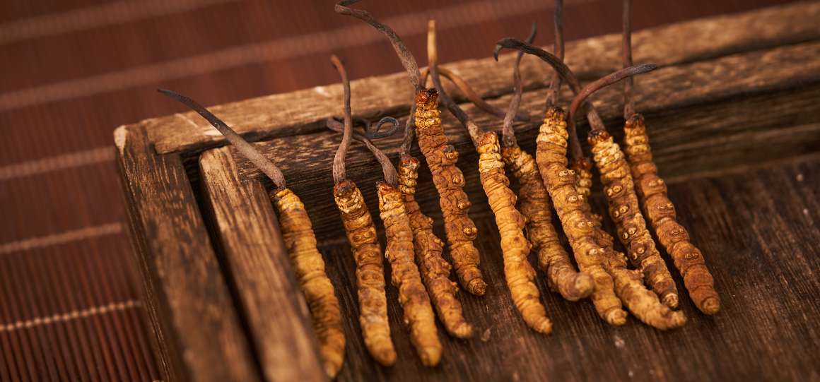 Cordyceps ar trebui să fie luat pe stomacul gol sau cu alimente?