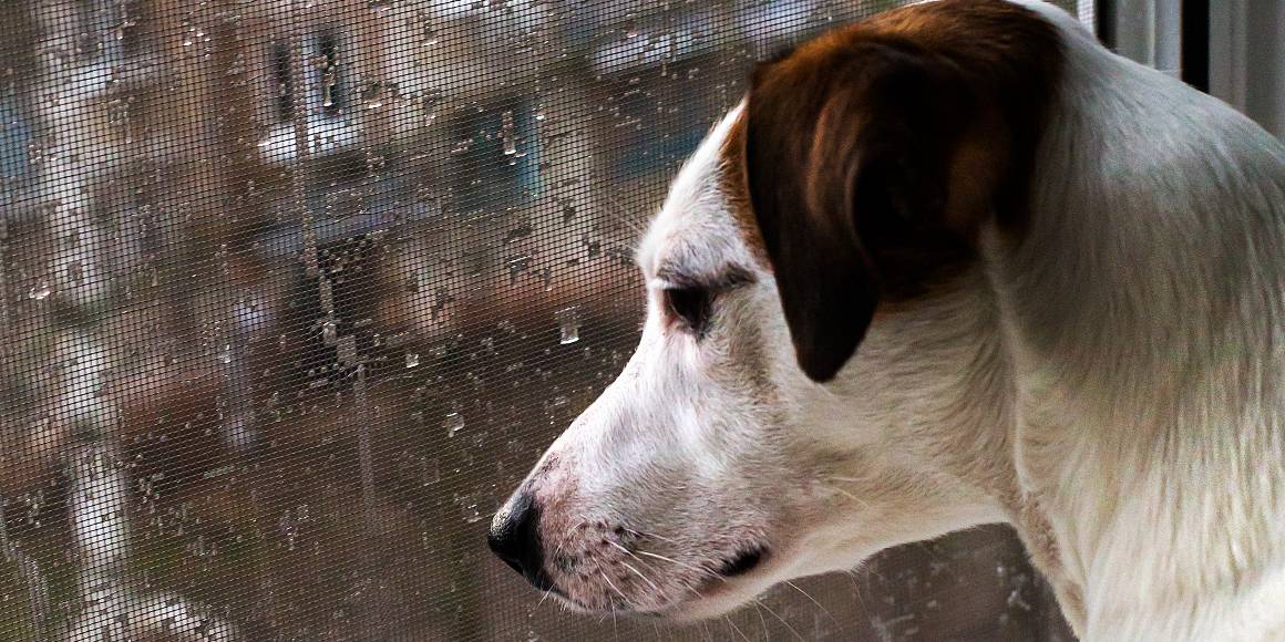Are cbd ajuta câinii cu anxietate de separare?