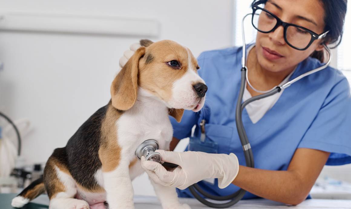 Medicii veterinari recomandă cbd pentru câini?