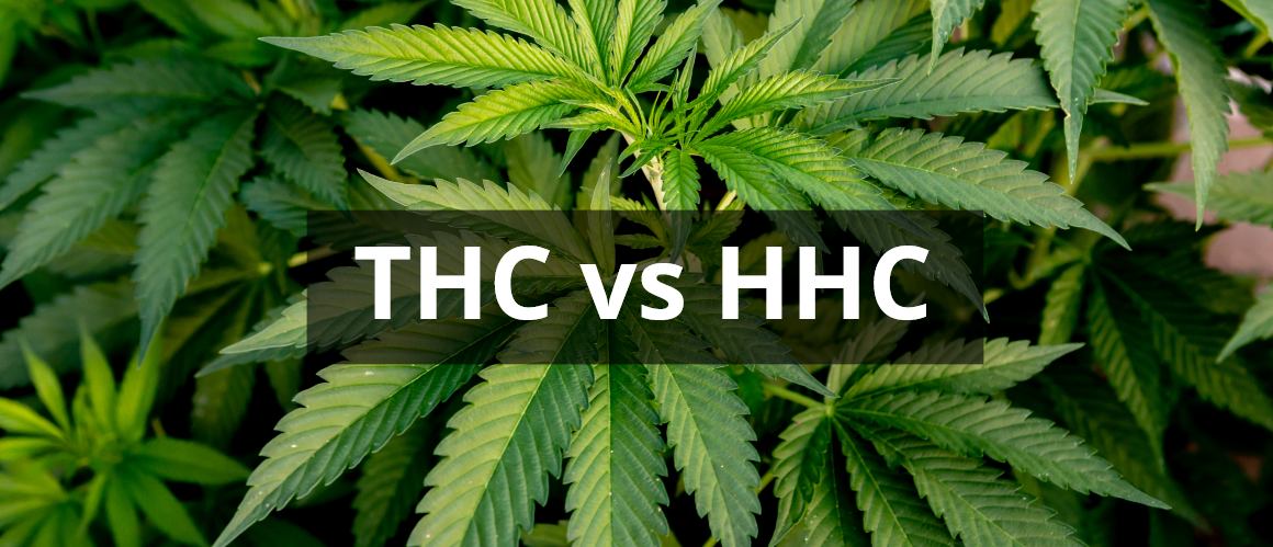 HHC vs THC: Cum se compară aceste canabinoide?