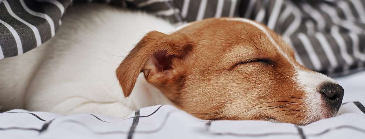 pot-câinii-are-apnee de somn