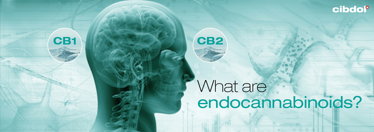 Ce sunt endocanabinoizii?